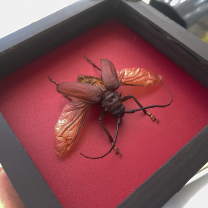 Framed Giant Longhorn Beetle, Real Insect Bug Artwork, Gothic Home Decor and Oddities Wall Display