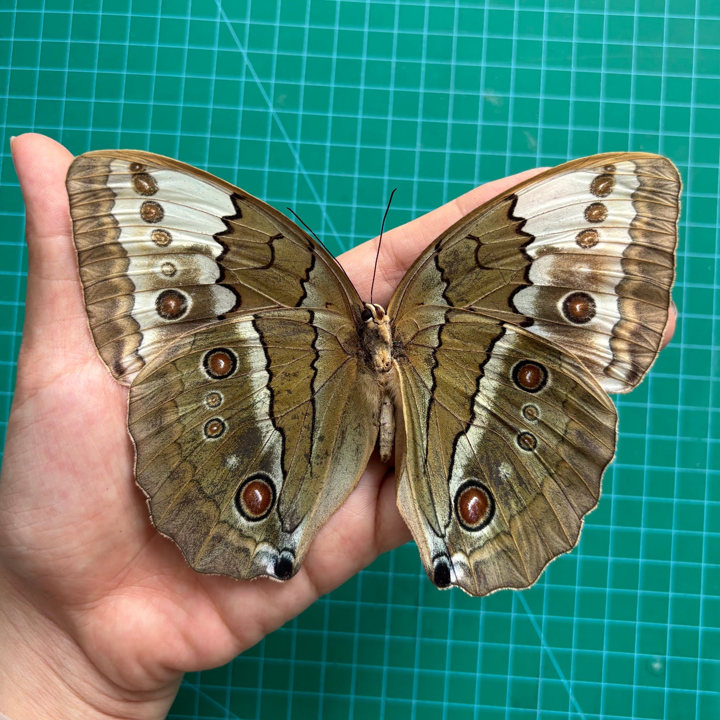 Real Jungle Queen Butterfly Specimen, Butterfly Taxidermy Open wings, Insect Entomology Display, Décor