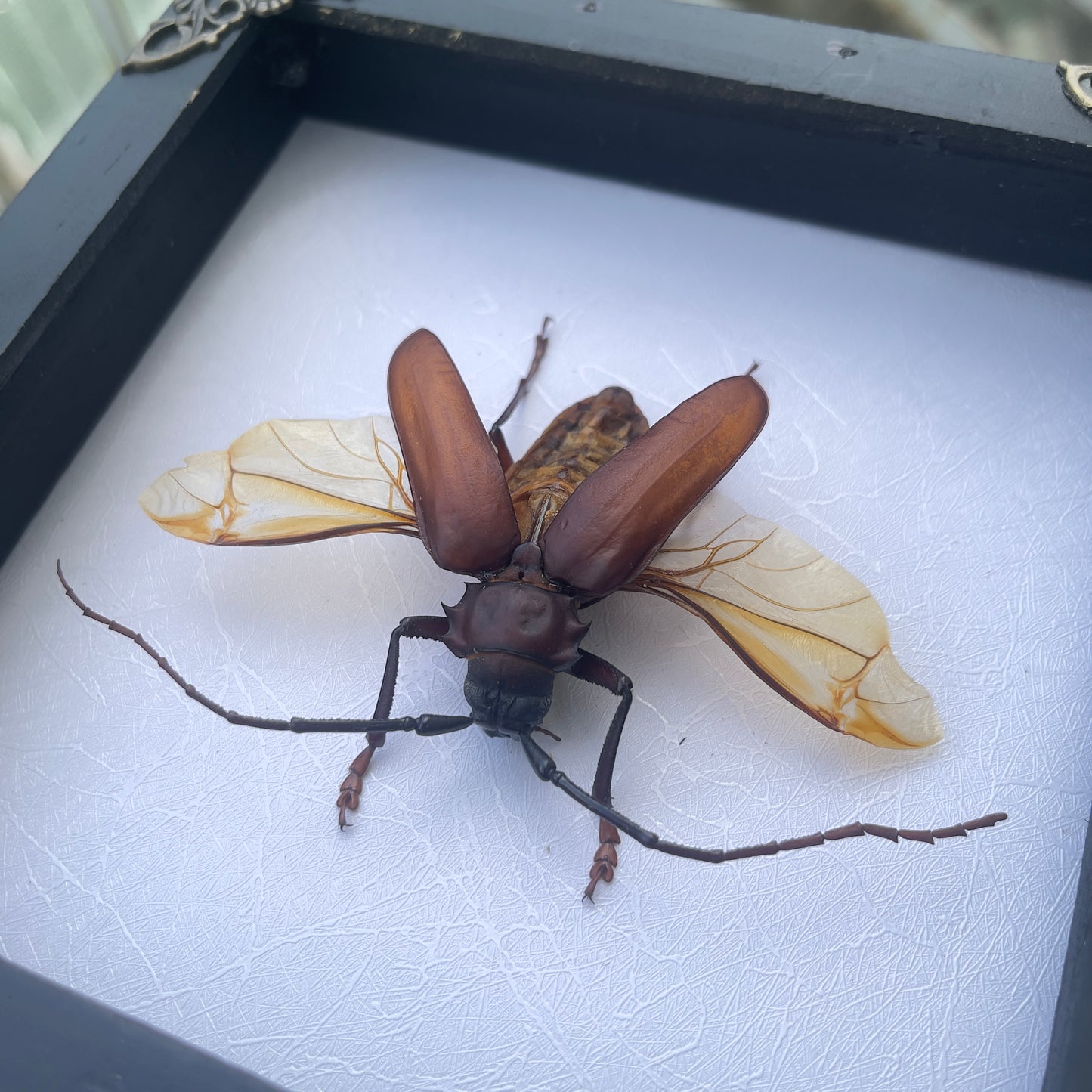 Framed Giant Longhorn Beetle, Real Insect Bug Artwork, Gothic Home Decor and Oddities Wall Display