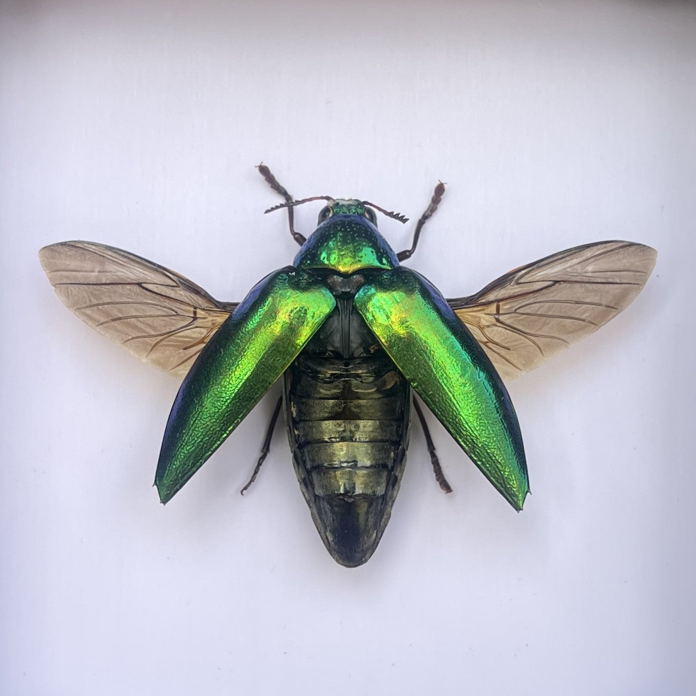 Real Metallic Green Beetle Specimen, Insect Bug Taxidermy Open wings, Insect Entomology Display