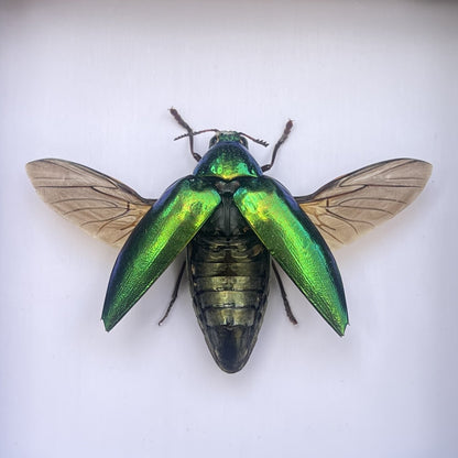 Real Metallic Green Beetle Specimen, Insect Bug Taxidermy Open wings, Insect Entomology Display