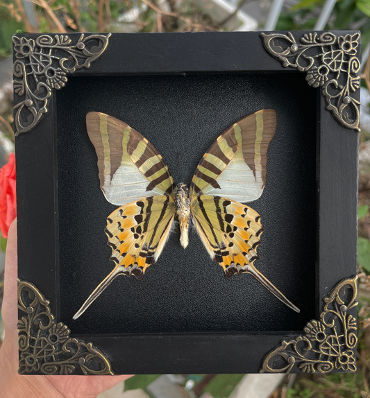 Real Butterfly Entomology Display Shadow Box Insect Decor