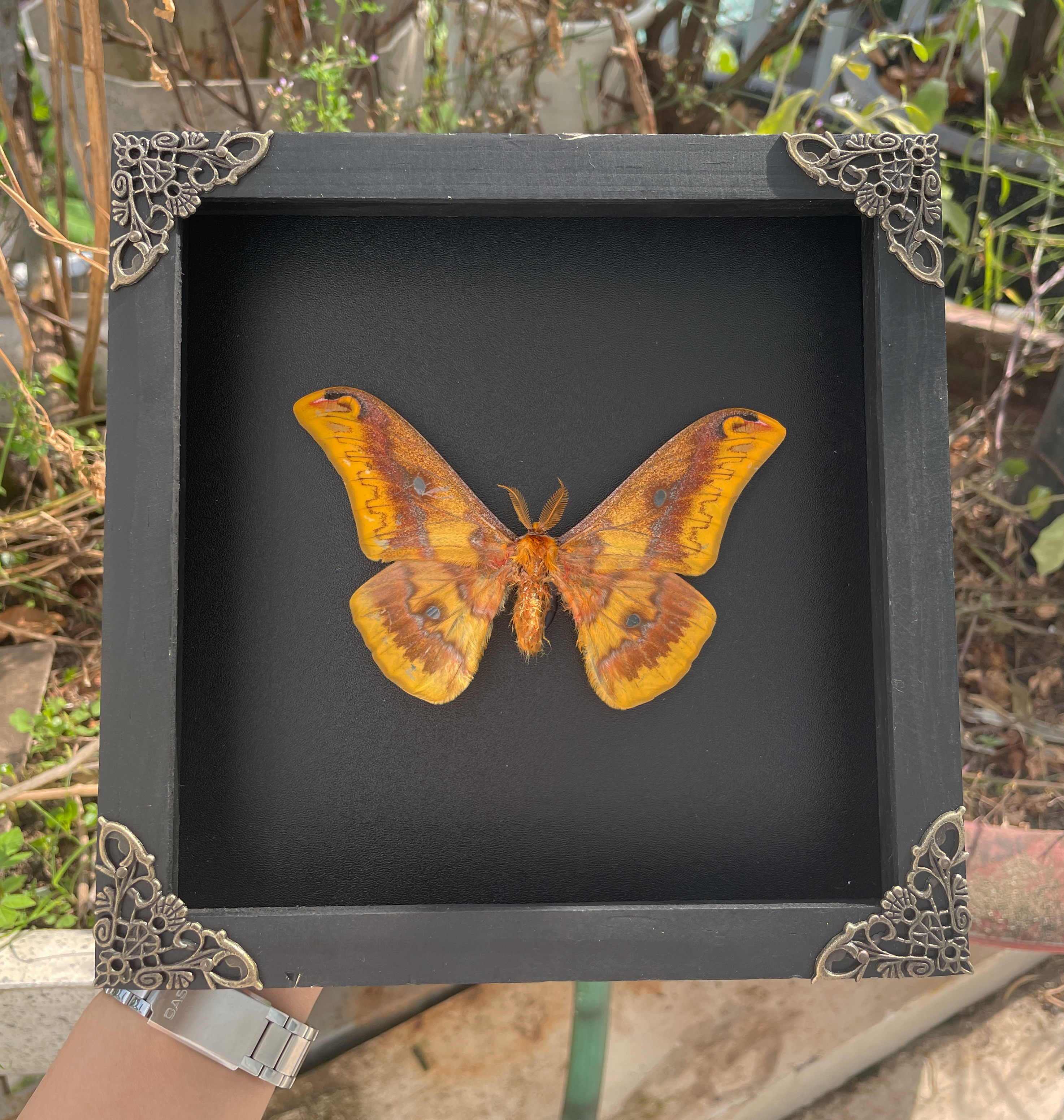 Real Moth Framed Taxidermy Insect Wall Art Decor Butterfly Entomology Shadow Box
