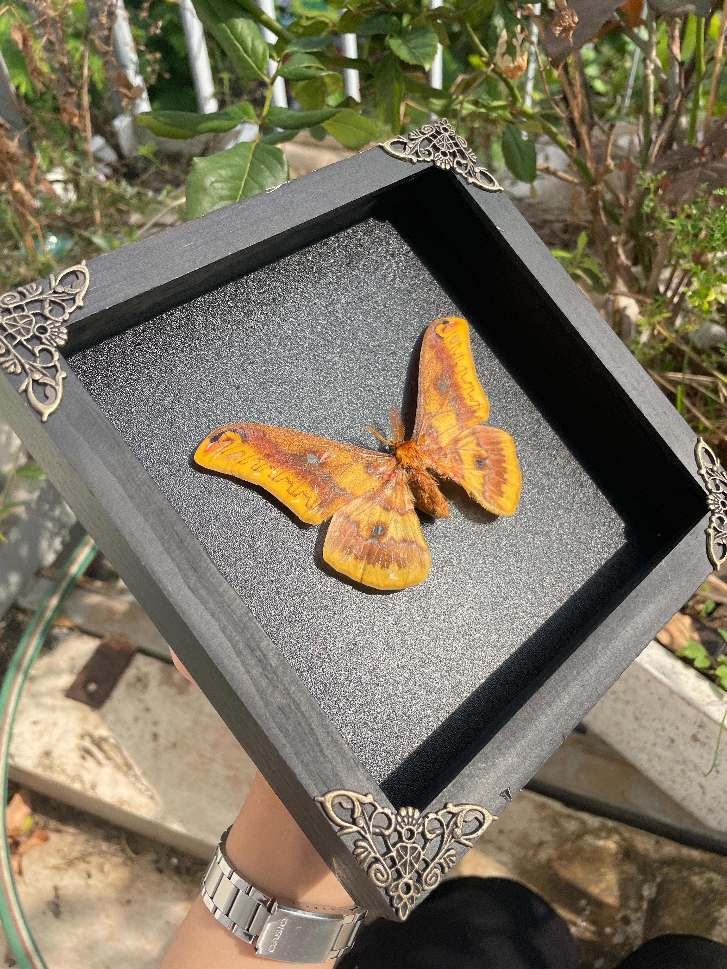 Real Rhodinia Framed Silk Moth Wooden Shadow Box Insect Taxidermy Handmade Display Specimen Hanging Wall Home Decor Living Reading Gallery K18-40-DE