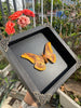 Real Moth Framed Taxidermy Insect Wall Art Decor Butterfly Entomology Shadow Box