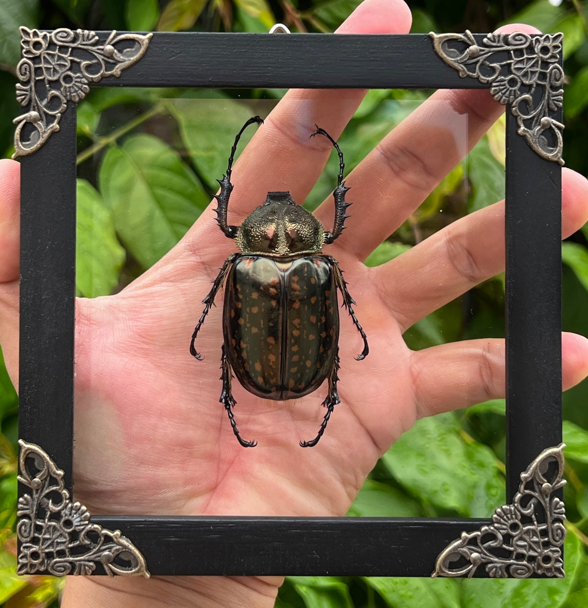 Real Framed Beetle White Shadow Box Dried Specimen Oddities K14-59-TR