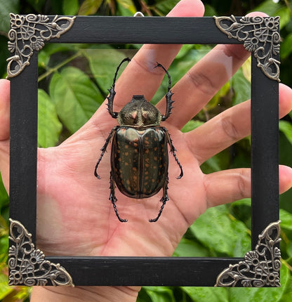 Real Framed Beetle White Shadow Box Dried Specimen Oddities K14-59-TR