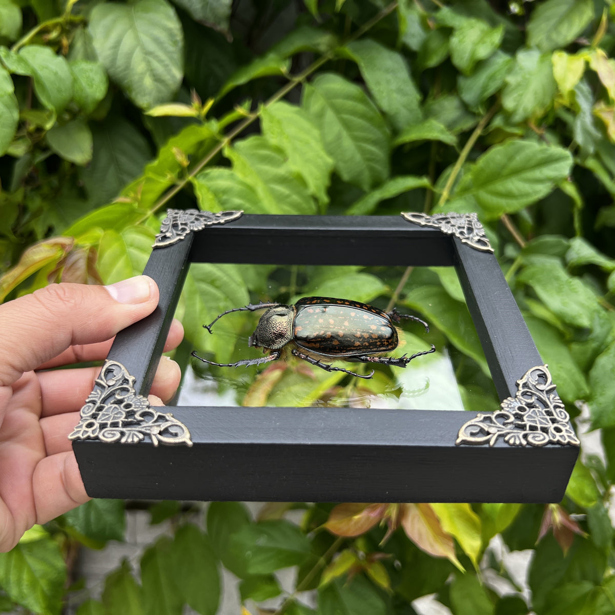 Real Framed Beetle White Shadow Box Dried Specimen Oddities K14-59-TR