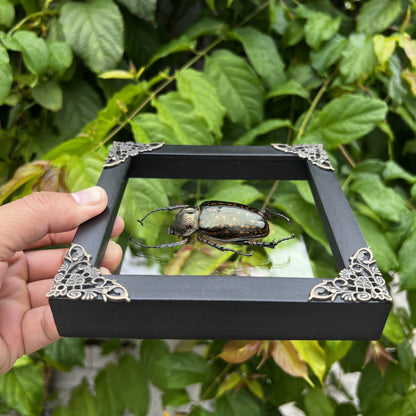 Real Framed Beetle White Shadow Box Dried Specimen Oddities K14-59-TR