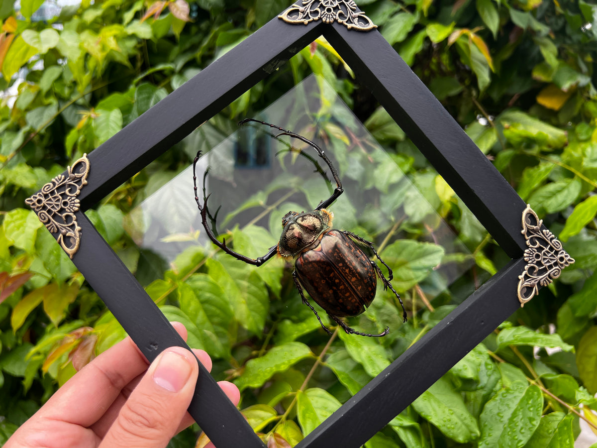 Real Framed Long Arms Beetle White Shadow Box Specimen Oddities K18-58-TR
