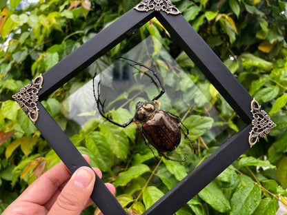 Real Framed Long Arms Beetle White Shadow Box Specimen Oddities K18-58-TR
