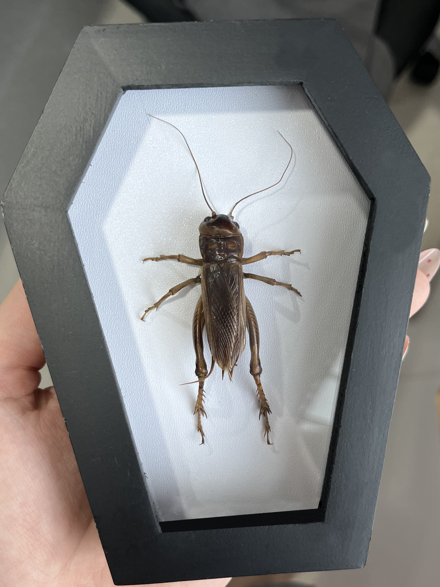 Real Giant Cricket Specimen Framed, Insect Bug Dragonfly Taxidermy Art, Gothic Coffin Decor, Oddities Collection CF12-89-DE