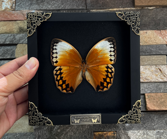 Real Yellow Butterfly Astronomy Moon Phase Star Astrology Special Floral Framed Customized K16-02-DE