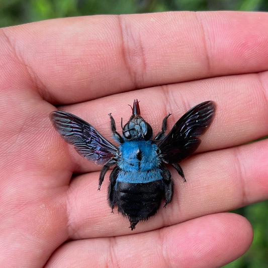Blue Carpenter Bee Specimen, Real Pinned Dried Insect, Exotic Blue Bee Collectible