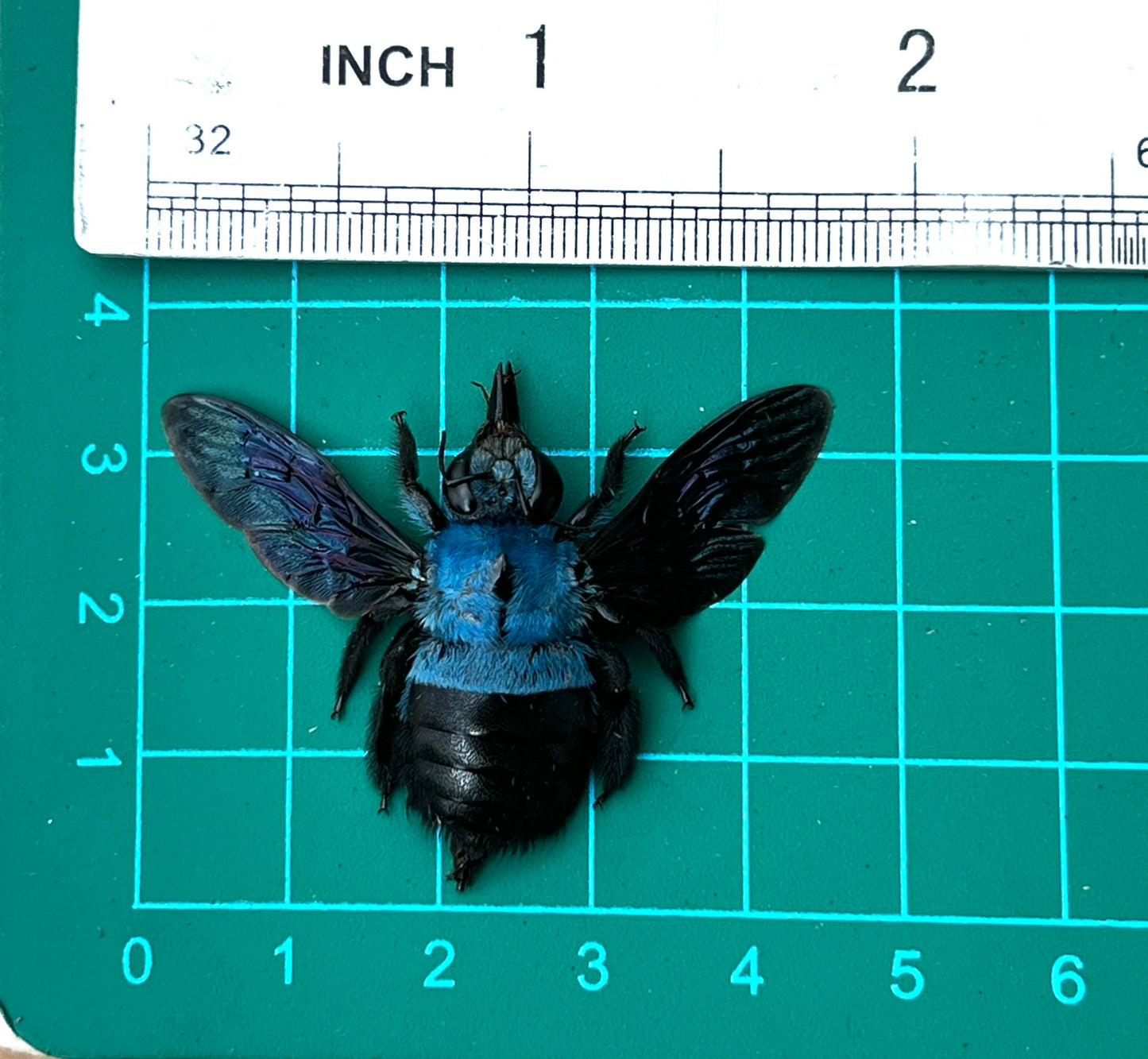 Blue Carpenter Bee Specimen, Real Pinned Dried Insect, Exotic Blue Bee Collectible