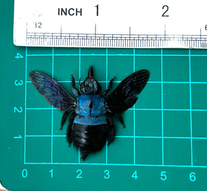 Blue Carpenter Bee Specimen, Real Pinned Dried Insect, Exotic Blue Bee Collectible