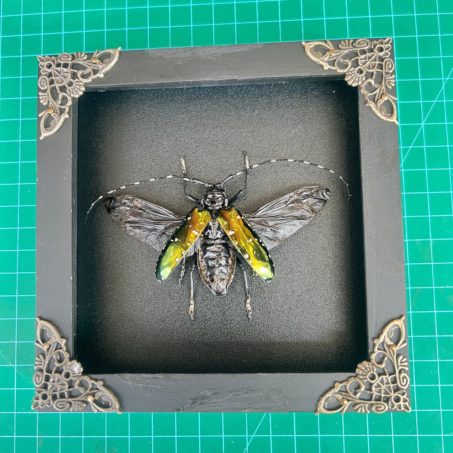 Real Metallic Longhorn Beetle Specimen, Gothic Insect Taxidermy Shadow Box, Oddities Wall Art, Home Decor - Anoplophora albopicta