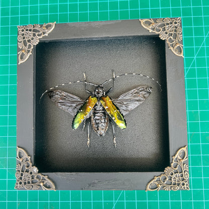 Real Metallic Longhorn Beetle Specimen, Gothic Insect Taxidermy Shadow Box, Oddities Wall Art, Home Decor - Anoplophora albopicta