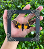 Real Framed Yellow Wings Butterfly Cicada Black Frame Gothic Home Decor K12-80-TR