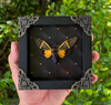 Real Framed Yellow Wings Butterfly Cicada Black Frame Gothic Home Decor K12-80-TR