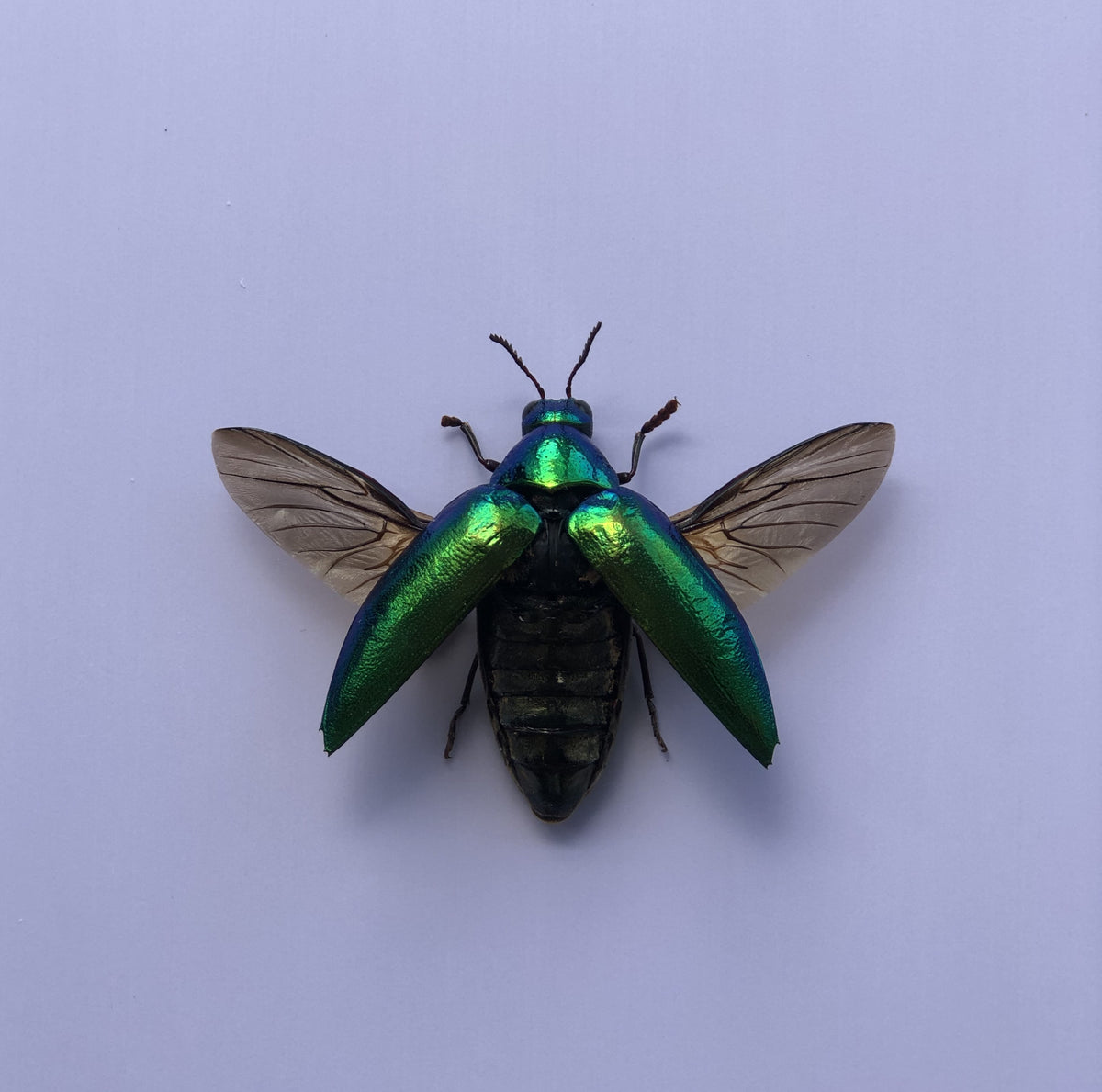 Green Jewel Beetle Sternocera aequisignata – Real Preserved Beetle Specimen