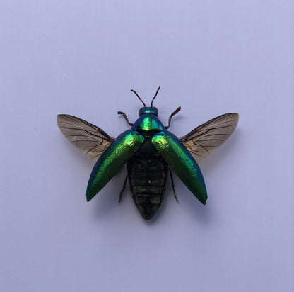 Green Jewel Beetle Sternocera aequisignata – Real Preserved Beetle Specimen