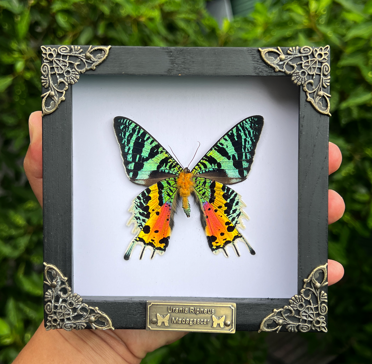 Sunset Moth Butterfly Moon Star Moon Phase Star Astrology Astronomy Background Frame Insect K14-29-AS5