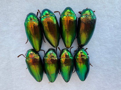 Green Jewel Beetle Sternocera aequisignata – Real Preserved Beetle Specimen