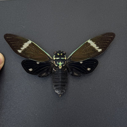Real Black Cicada Framed Wall Art, Taxidermy Insect Specimen, Gothic Insect Decor, Oddities Display - Formotosena montivaga