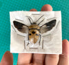 Real Man Faced Stink Bug Taxadermy Pinned Dried Insect Beetle Specimens Taxidermy