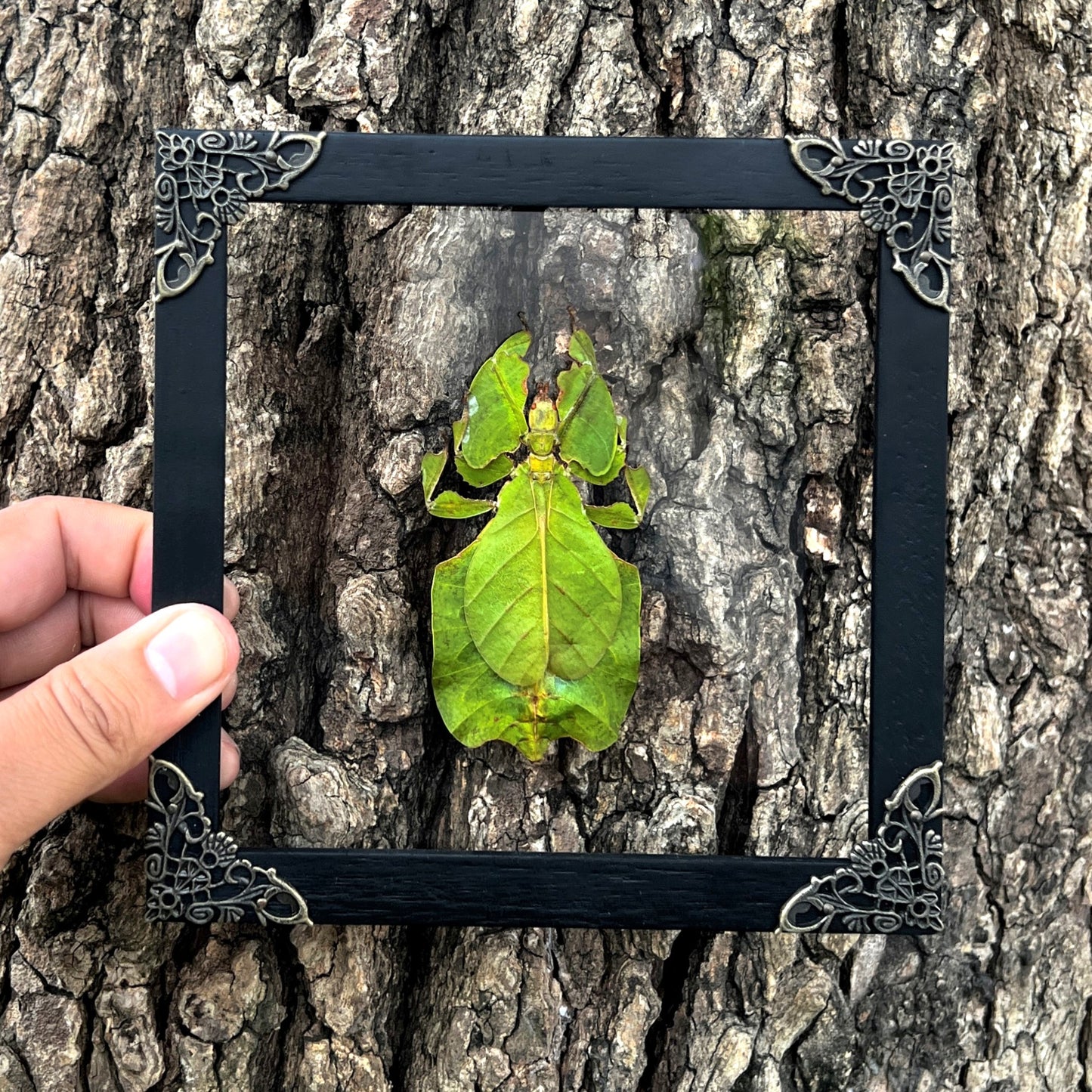 Framed Walking Leaf Green Bug Taxidermy, Real Insect Bug Artwork, Gothic Home Decor and Oddities Wall Display  K16-72-KINH