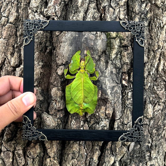 Framed Walking Leaf Green Bug Taxidermy, Real Insect Bug Artwork, Gothic Home Decor and Oddities Wall Display  K16-72-KINH