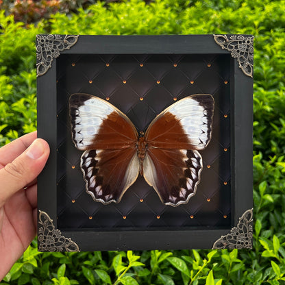 Real Jungle Queen Framed Butterfly Insect Dried Bug Shadow Box Specimen Display K18-36-DE