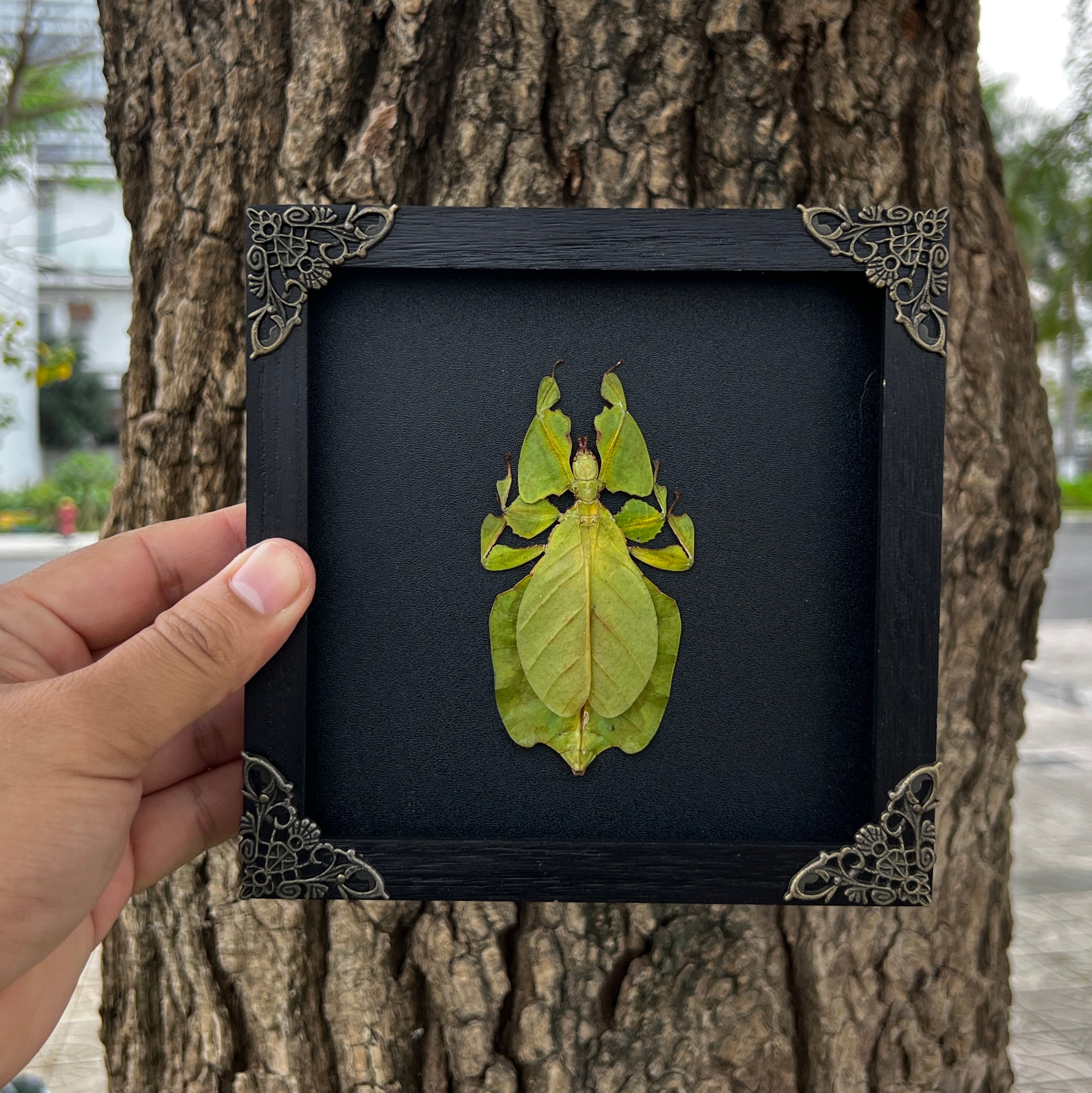 Real Framed Walking Leaf Beetle Shadow Box Bug Insect Entomology Specimen Taxidermy K16-72-DE