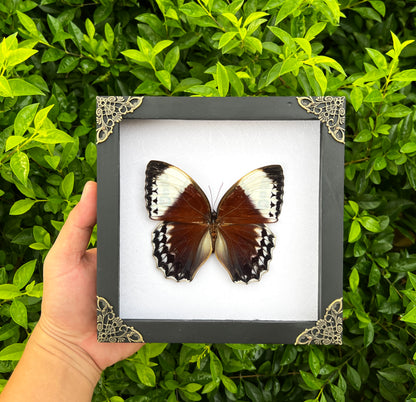 Real Jungle Queen Framed Butterfly Insect Dried Bug Shadow Box Specimen Display K18-36-DE