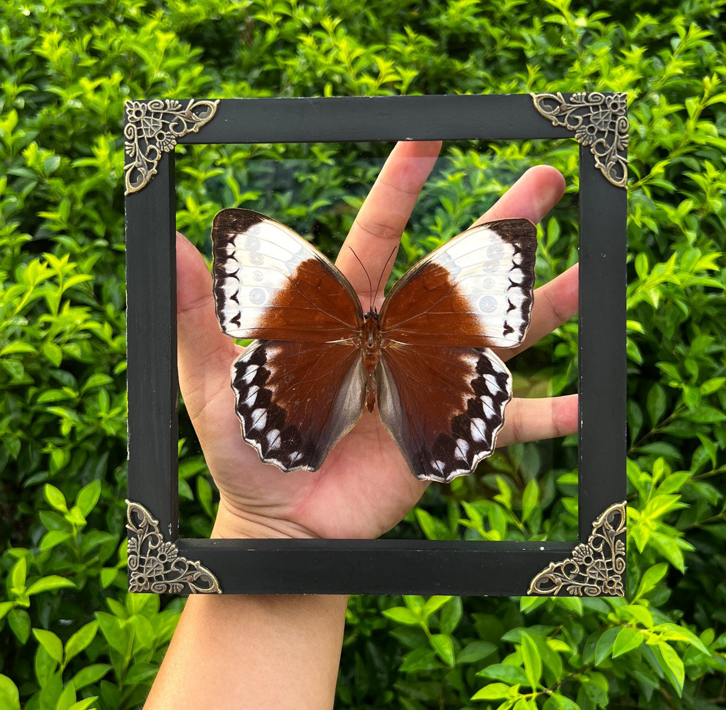 Real Jungle Queen Framed Butterfly Insect Dried Bug Shadow Box Specimen Display K18-36-DE