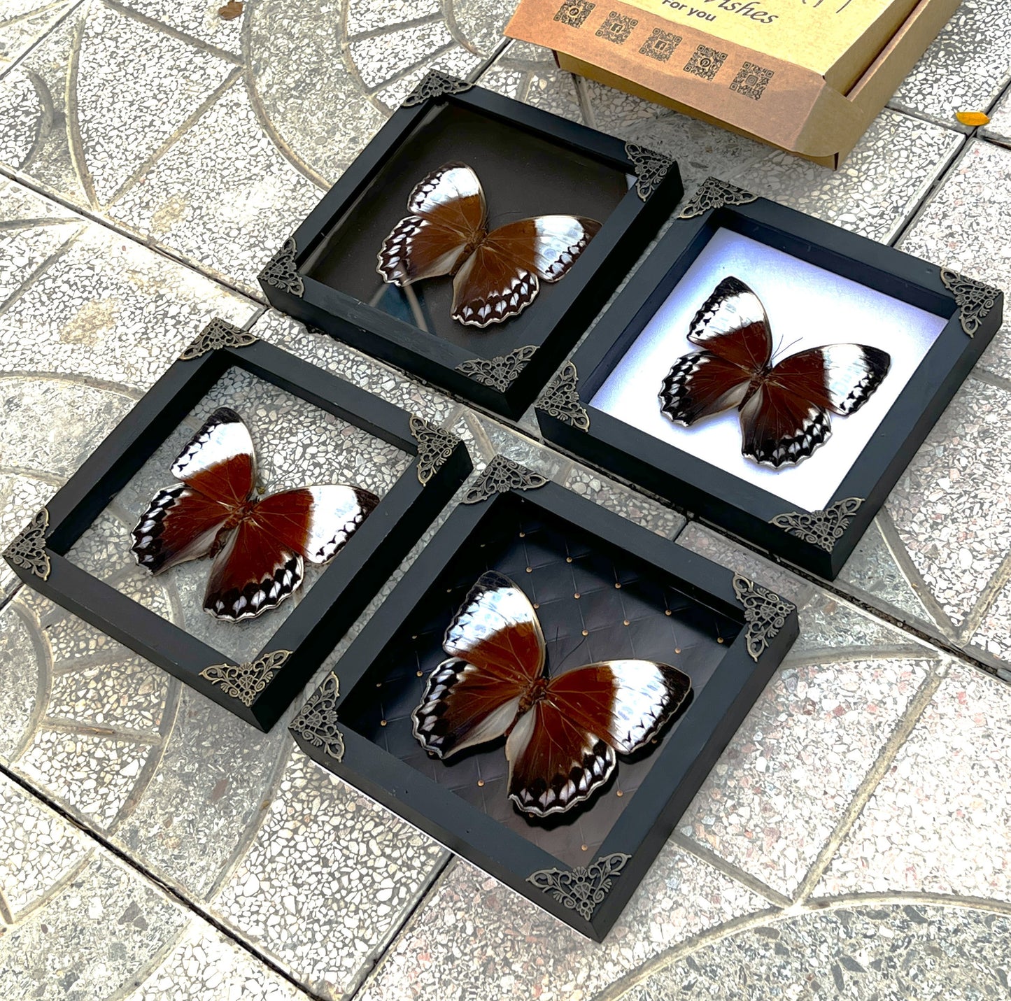 Real Jungle Queen Framed Butterfly Insect Dried Bug Shadow Box Specimen Display K18-36-DE