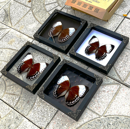 Real Jungle Queen Framed Butterfly Insect Dried Bug Shadow Box Specimen Display K18-36-DE