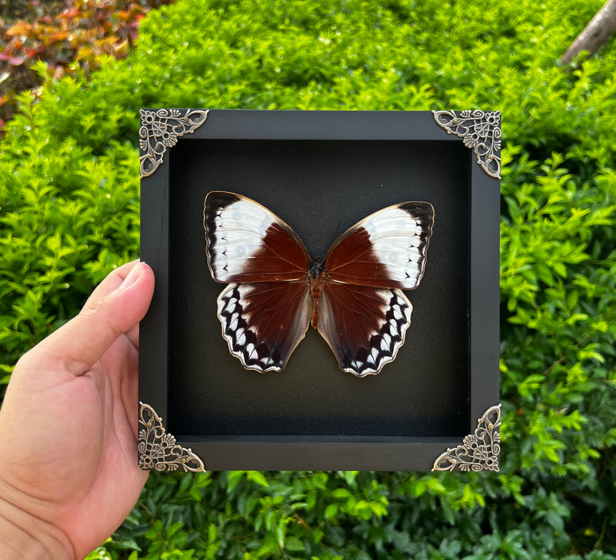 Real Jungle Queen Framed Butterfly Insect Dried Bug Shadow Box Specimen Display K18-36-DE