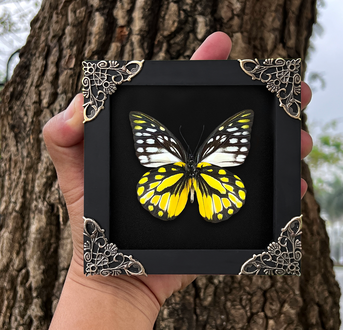 Real Framed Yellow Butterfly Dead Insect Dried Bug Beetle Shadow Box Black K12-10-DE