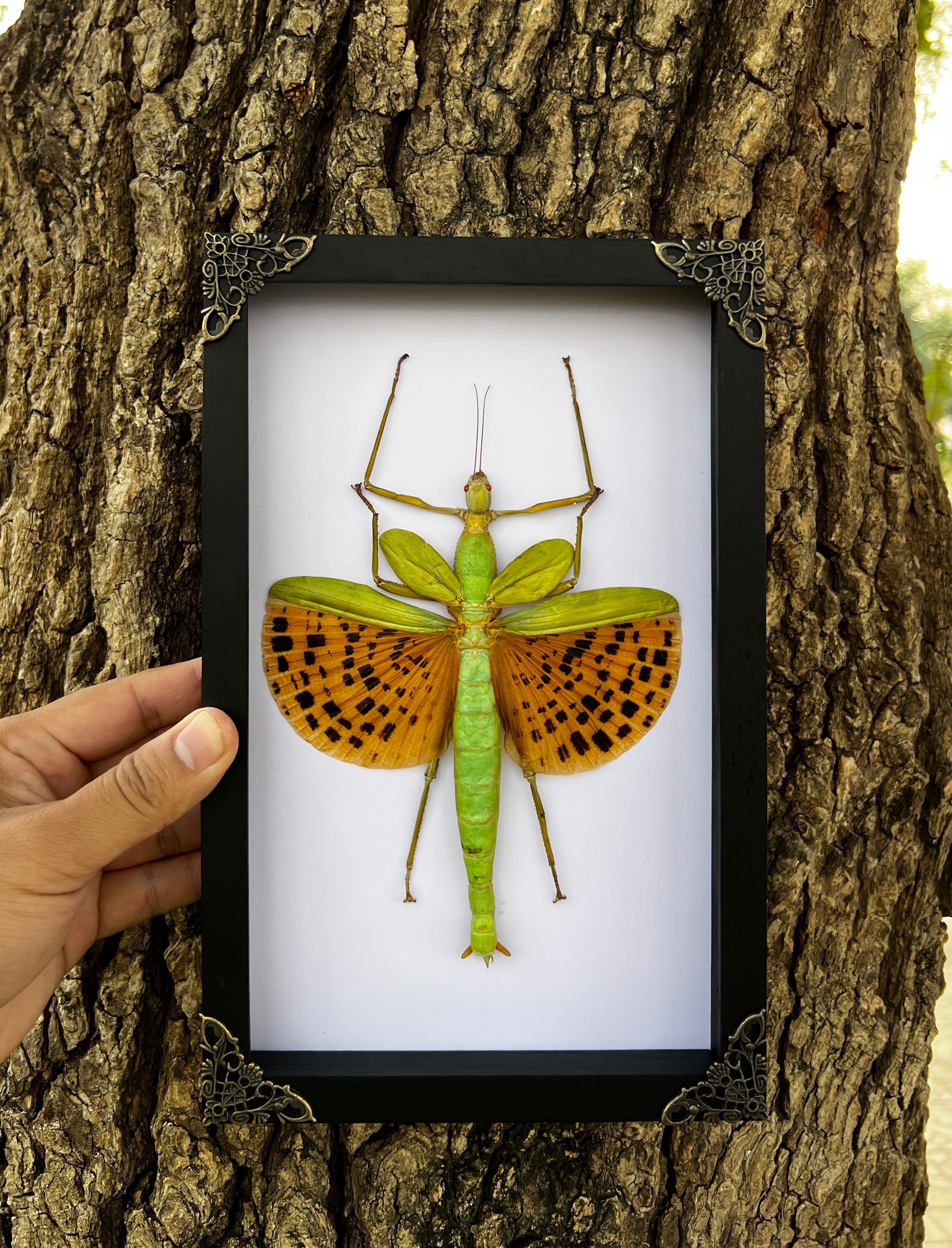 Real Framed Giant Walking Stick Green Insect White Shadow Box Preserved Bug K27-73-TR