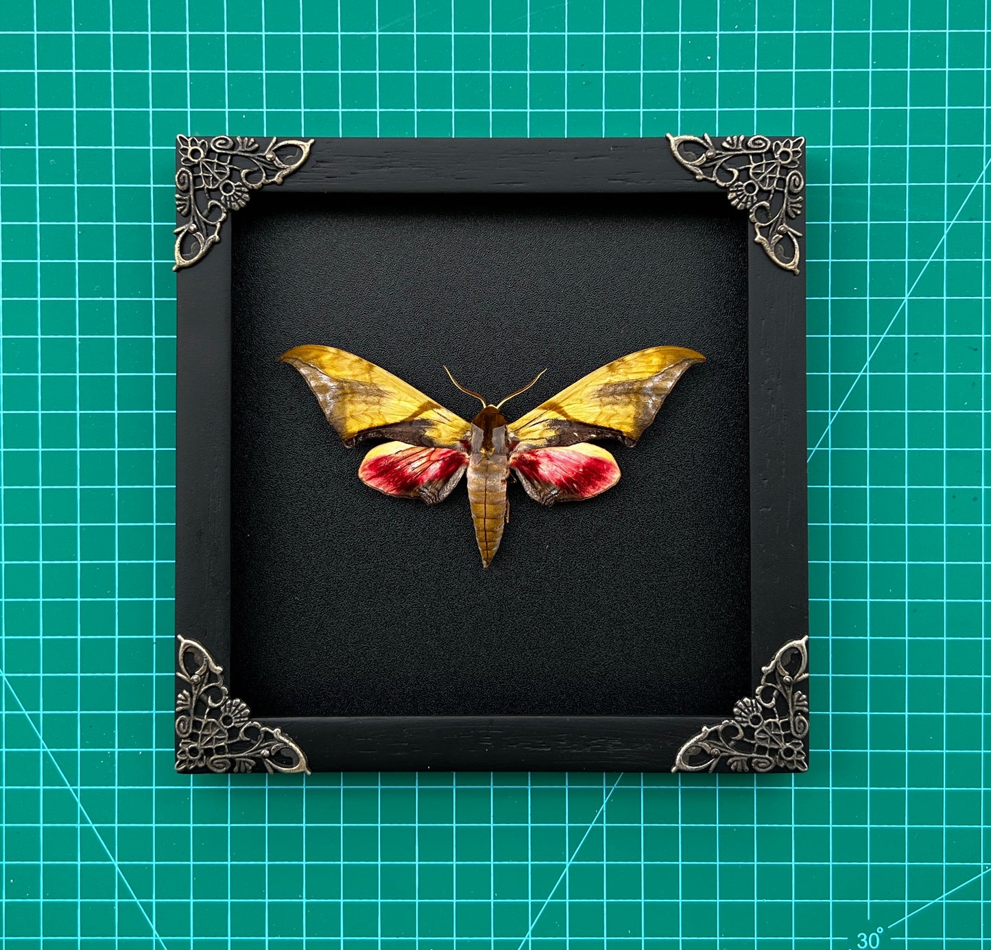 Real Framed Callambulyx Rubricosa Moth Specimen Insect Wall Art Hanging Decoration Artwork Oddity Home Decor Gallery