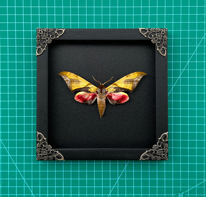 Real Framed Callambulyx Rubricosa Moth Specimen Insect Wall Art Hanging Decoration Artwork Oddity Home Decor Gallery