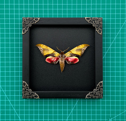 Real Framed Callambulyx Rubricosa Moth Specimen Insect Wall Art Hanging Decoration Artwork Oddity Home Decor Gallery