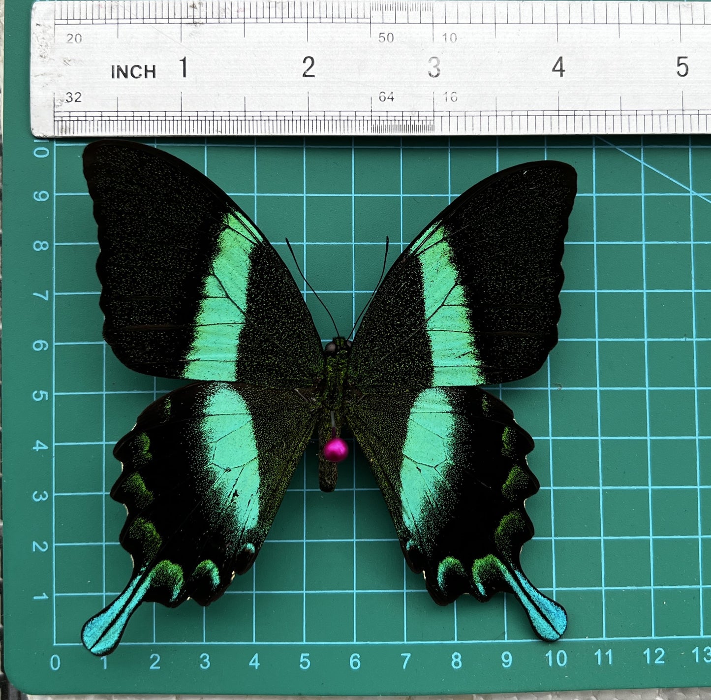 Real Papilio Blumei Butterfly - Green Peacock Swallowtail Specimen