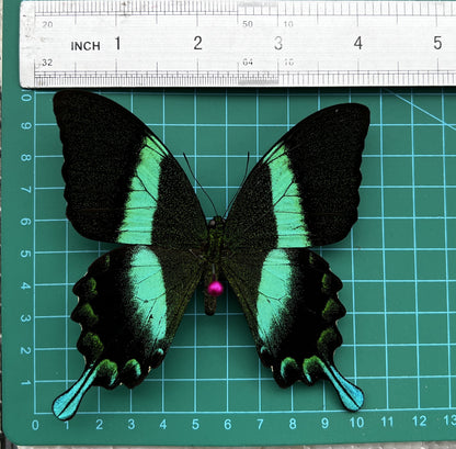 Real Papilio Blumei Butterfly - Green Peacock Swallowtail Specimen