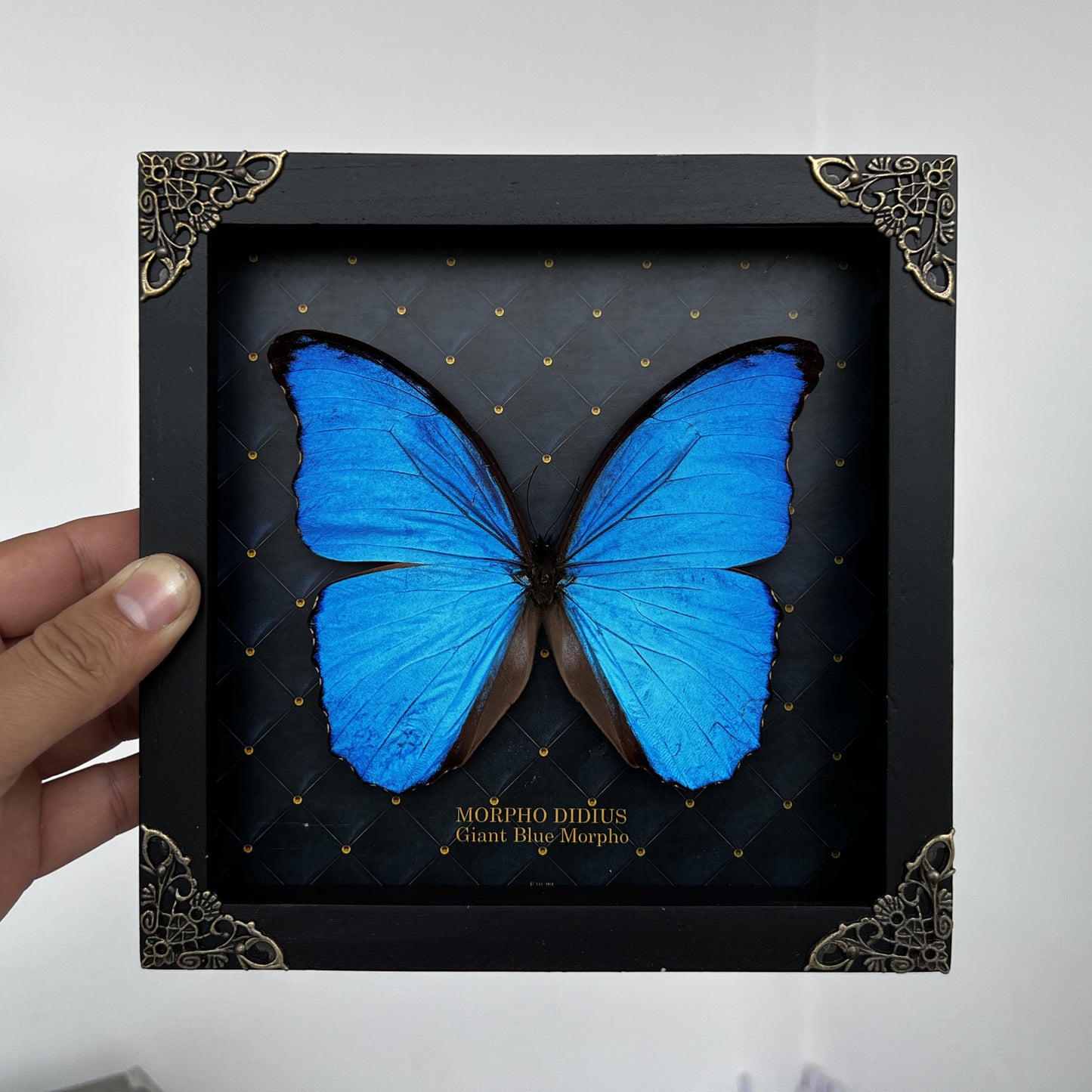 Real Morpho Didius Butterfly Framed Taxidermy, Blue Butterfly Wall Art, Insect Shadow Box Decor K19-22-DE