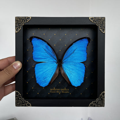 Real Morpho Didius Butterfly Framed Taxidermy, Blue Butterfly Wall Art, Insect Shadow Box Decor K19-22-DE