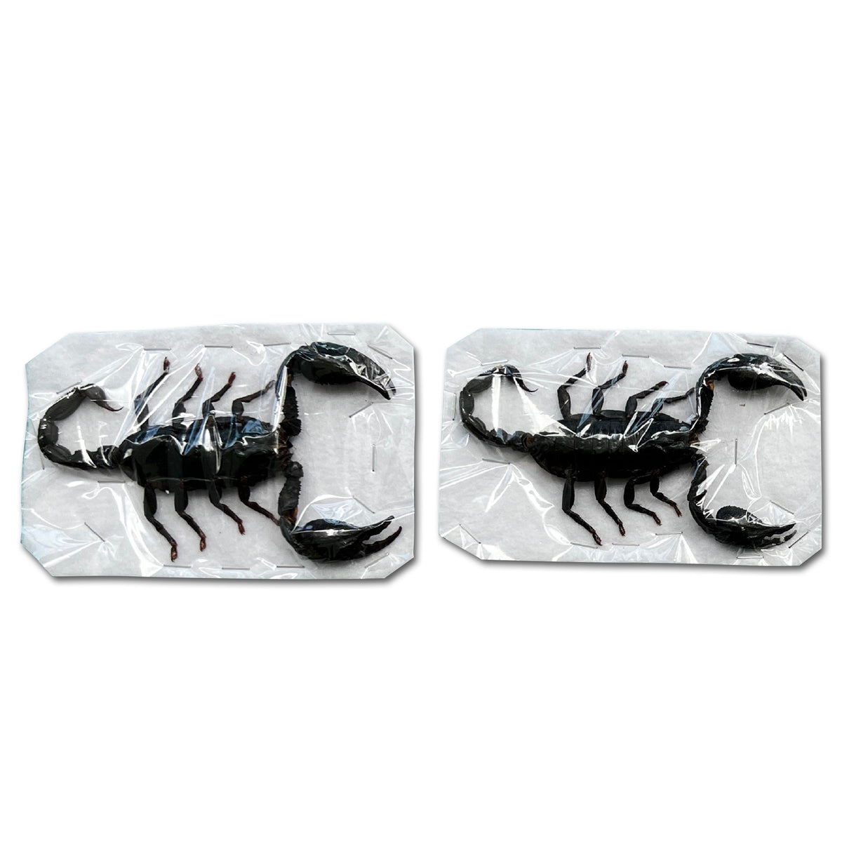 2 Real Giant Scorpion Specimen Mounted Dead Skull Moth Gothic Entomology SCOR-02