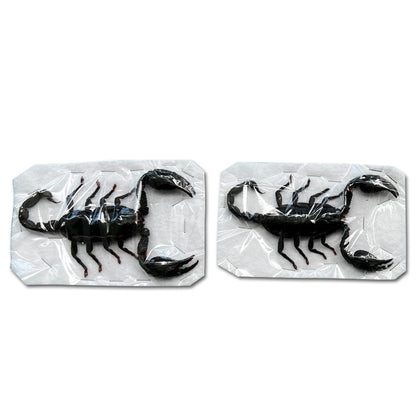 2 Real Giant Scorpion Specimen Mounted Dead Skull Moth Gothic Entomology SCOR-02